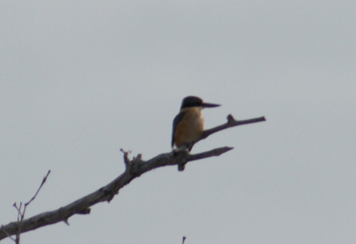 Sacred Kingfisher - ML293017101