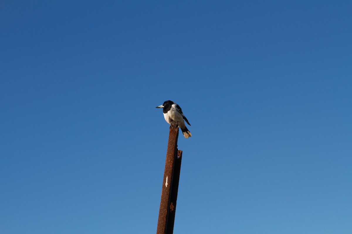 Pied Butcherbird - ML293017191