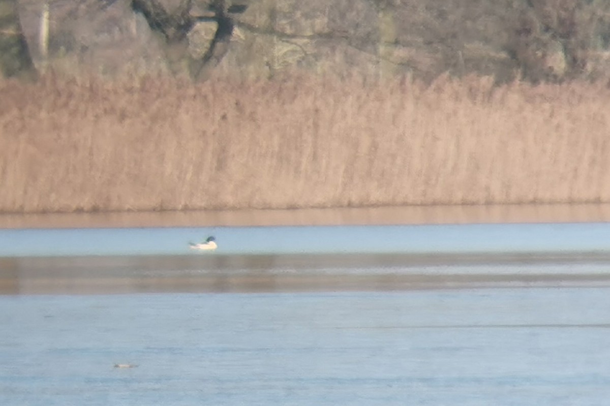 Common Merganser - ML293020021