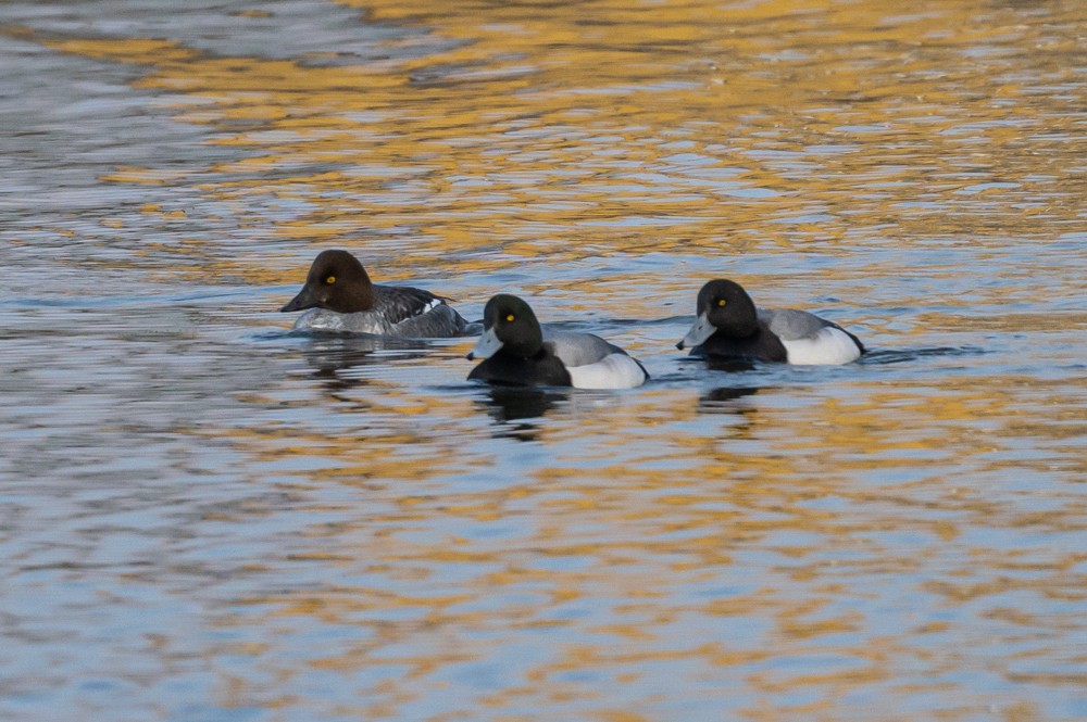 Common Goldeneye - ML293020891