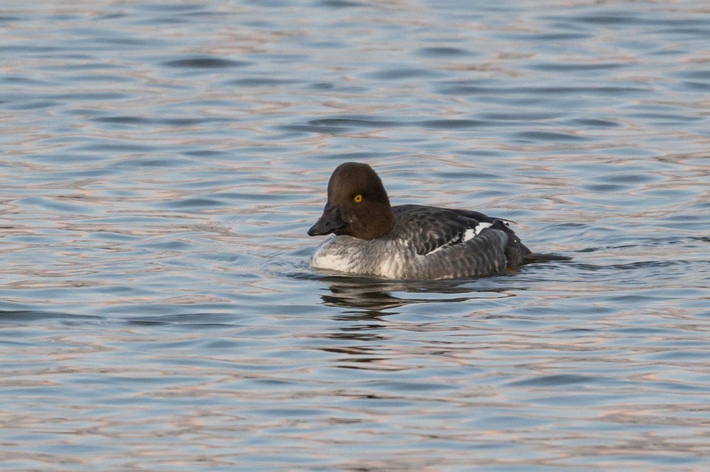 Common Goldeneye - ML293021161