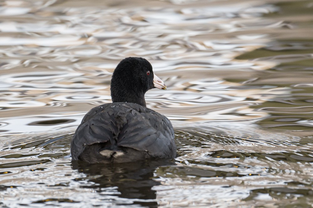 American Coot - ML293021811