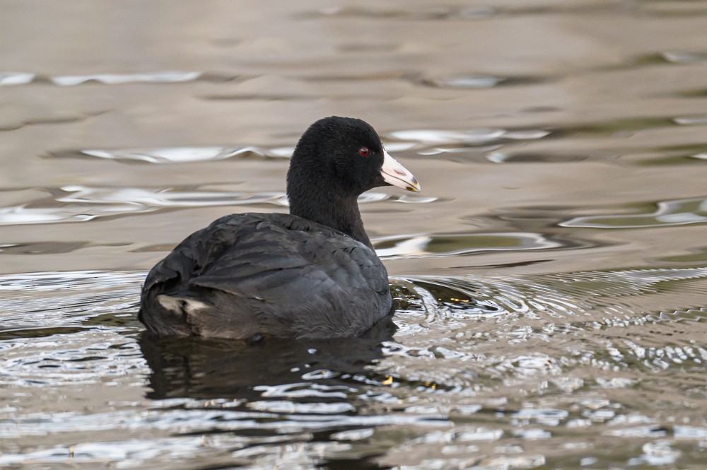 American Coot - ML293021841