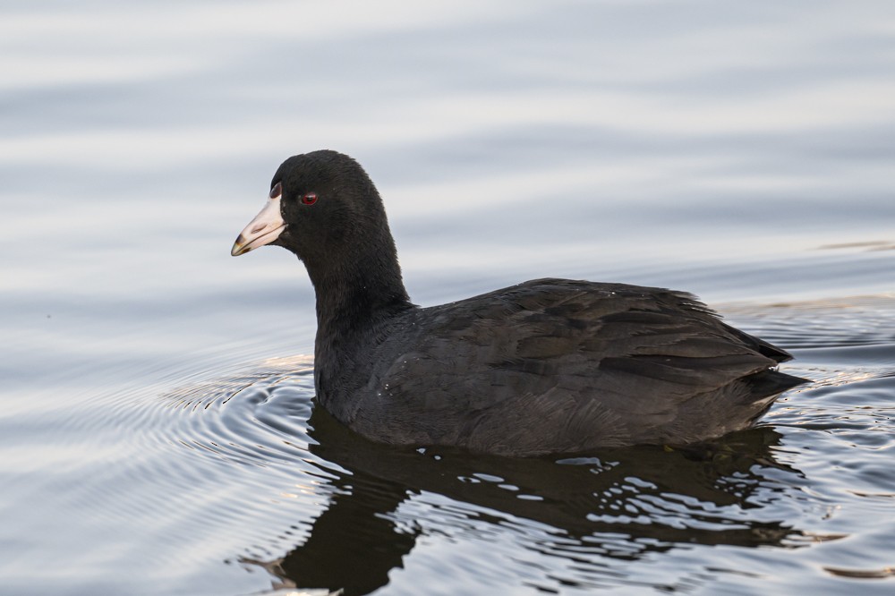 American Coot - ML293021861