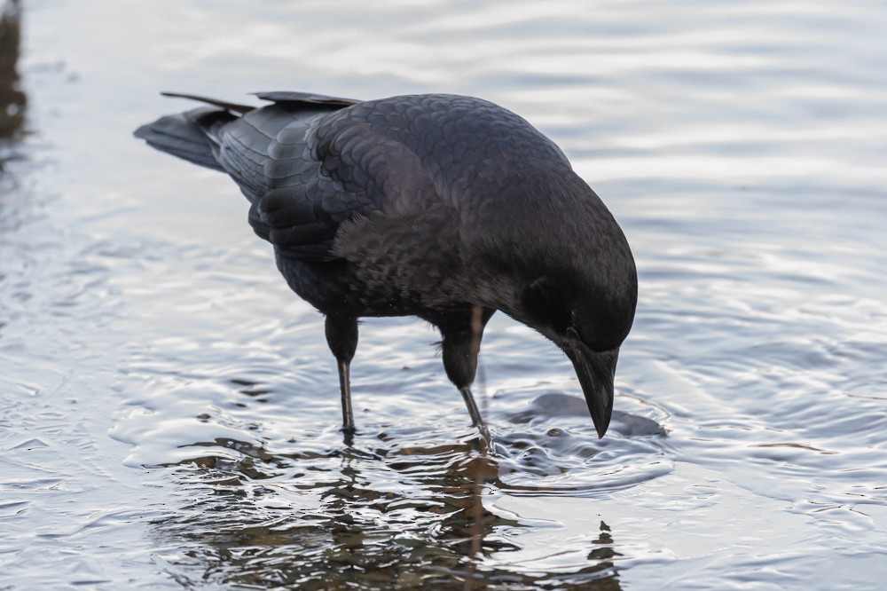 American Crow - Frank King