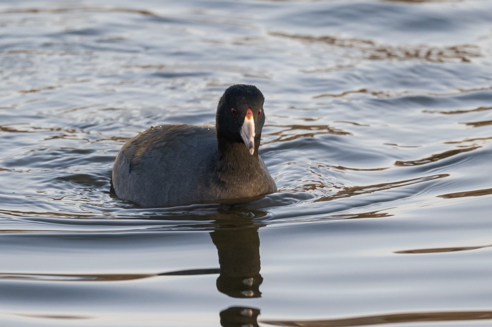 American Coot - ML293021941