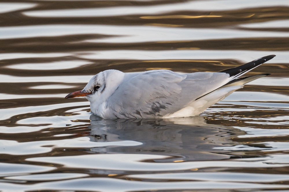 Black-headed Gull - ML293021971