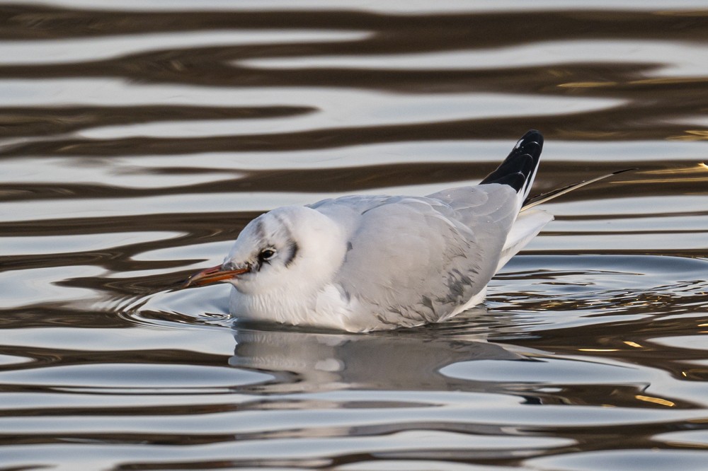 Black-headed Gull - ML293022041