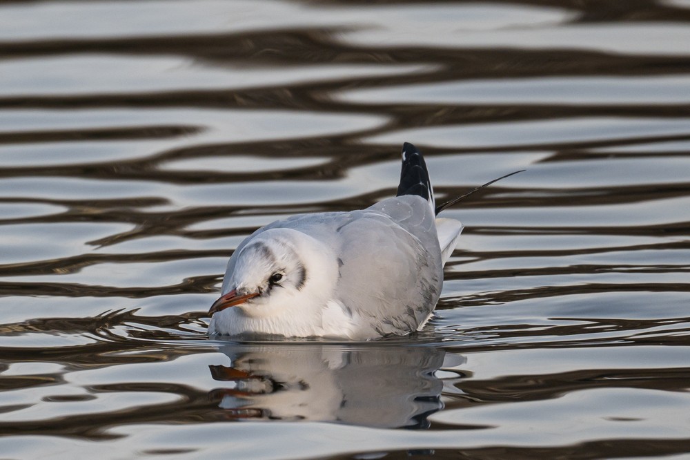 Mouette rieuse - ML293022101