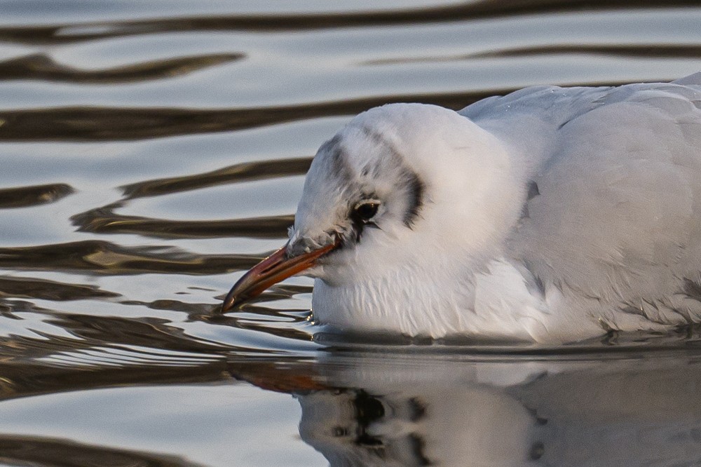 Black-headed Gull - ML293022131