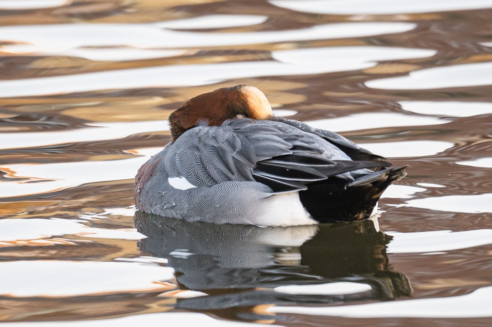 Eurasian Wigeon - ML293022141