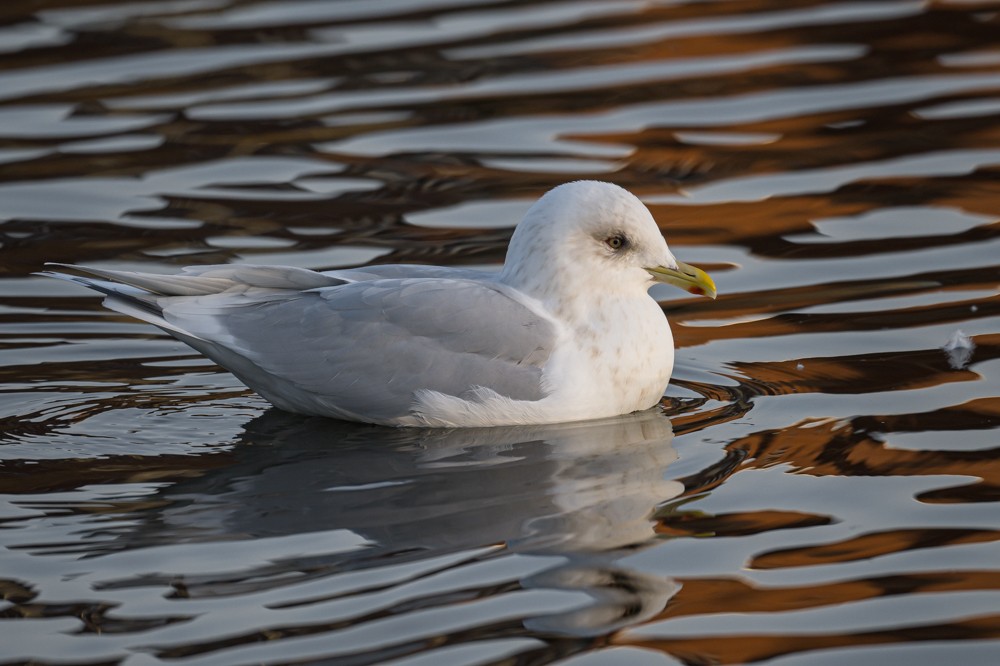 Iceland Gull - ML293022241