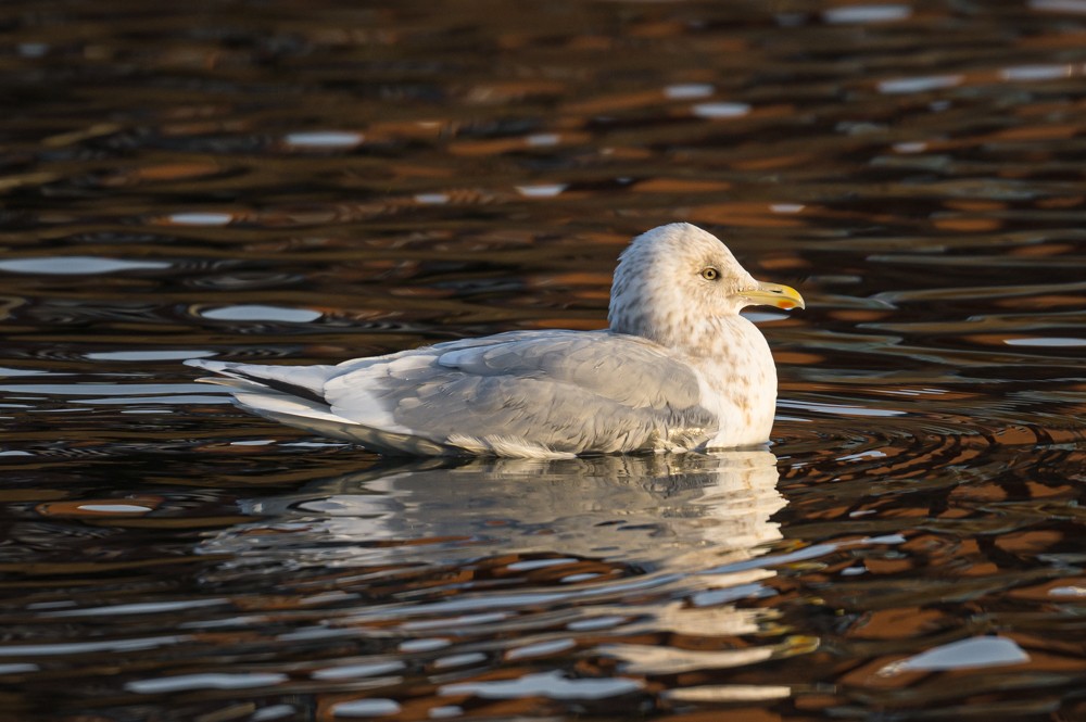 Iceland Gull - ML293022251