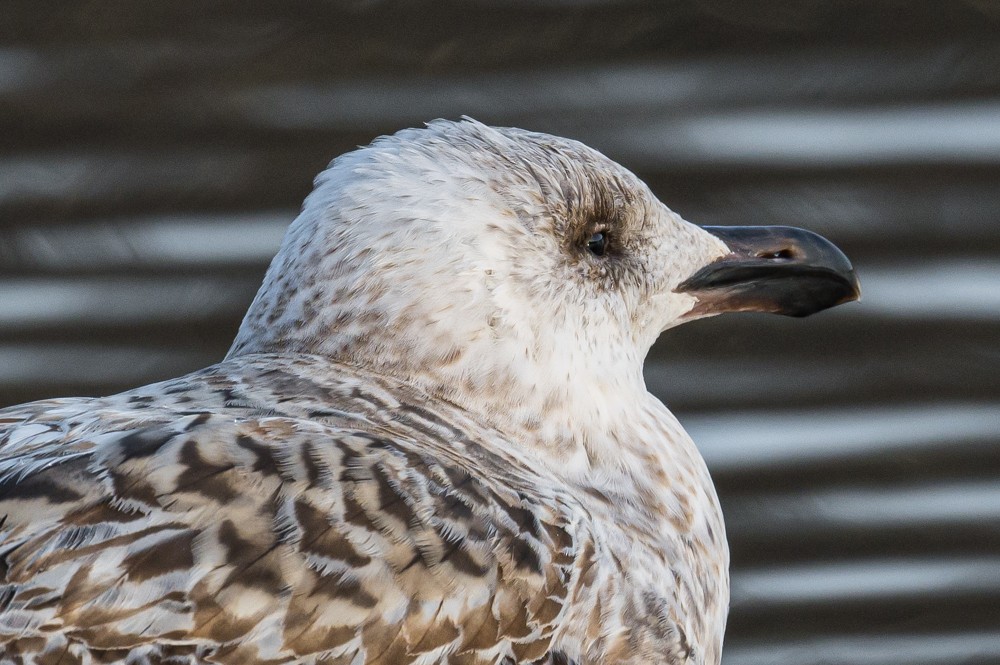 Great Black-backed Gull - ML293022581