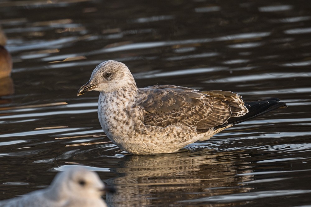 Lesser Black-backed Gull - ML293023001