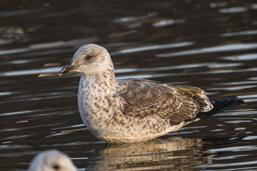 Lesser Black-backed Gull - ML293023021