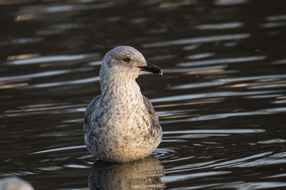 Lesser Black-backed Gull - ML293023041