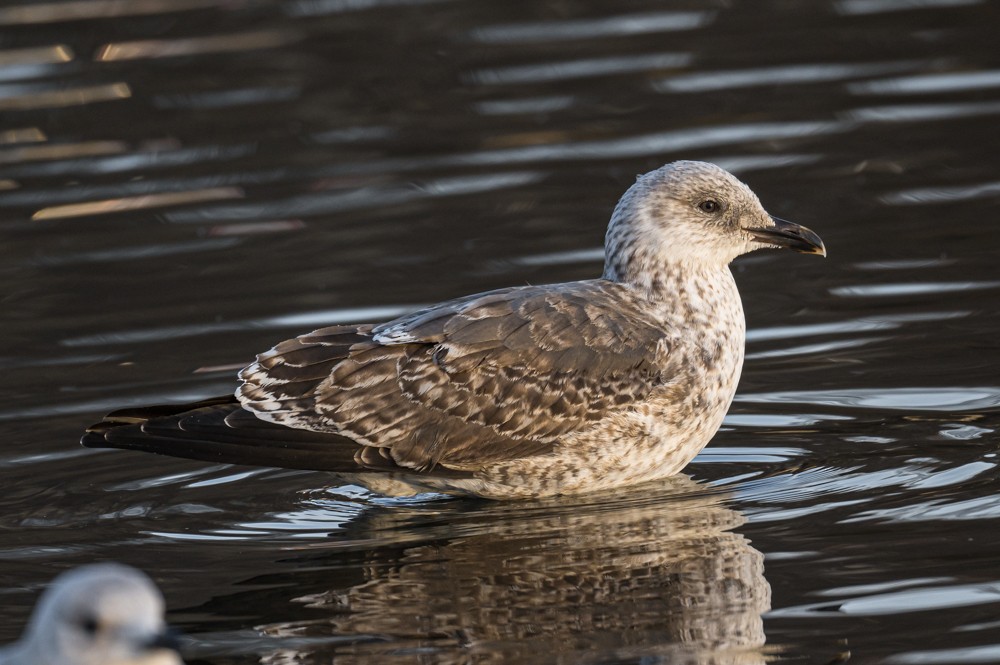 Lesser Black-backed Gull - ML293023061