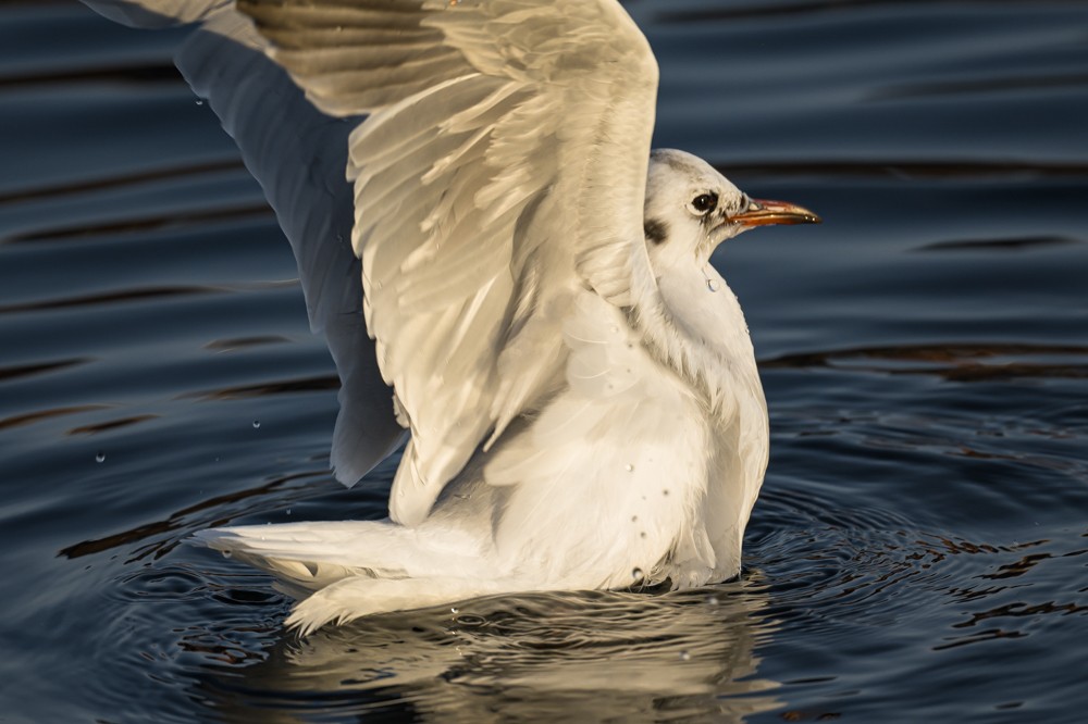 Mouette rieuse - ML293023181