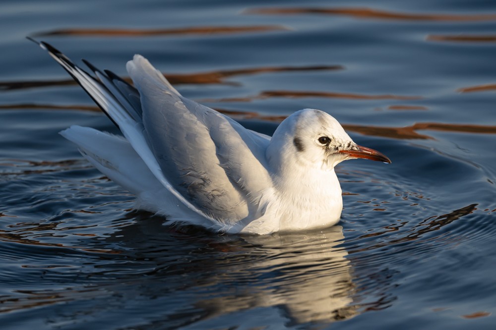 Black-headed Gull - ML293023211