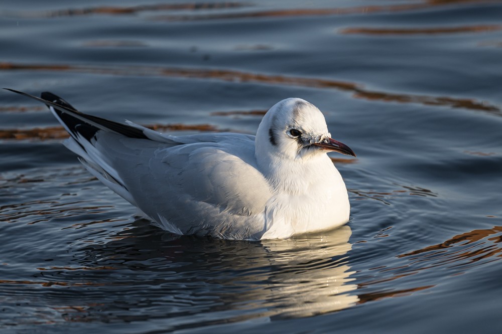 Mouette rieuse - ML293023261