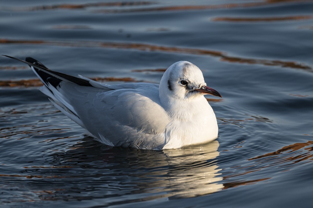 Black-headed Gull - ML293023261