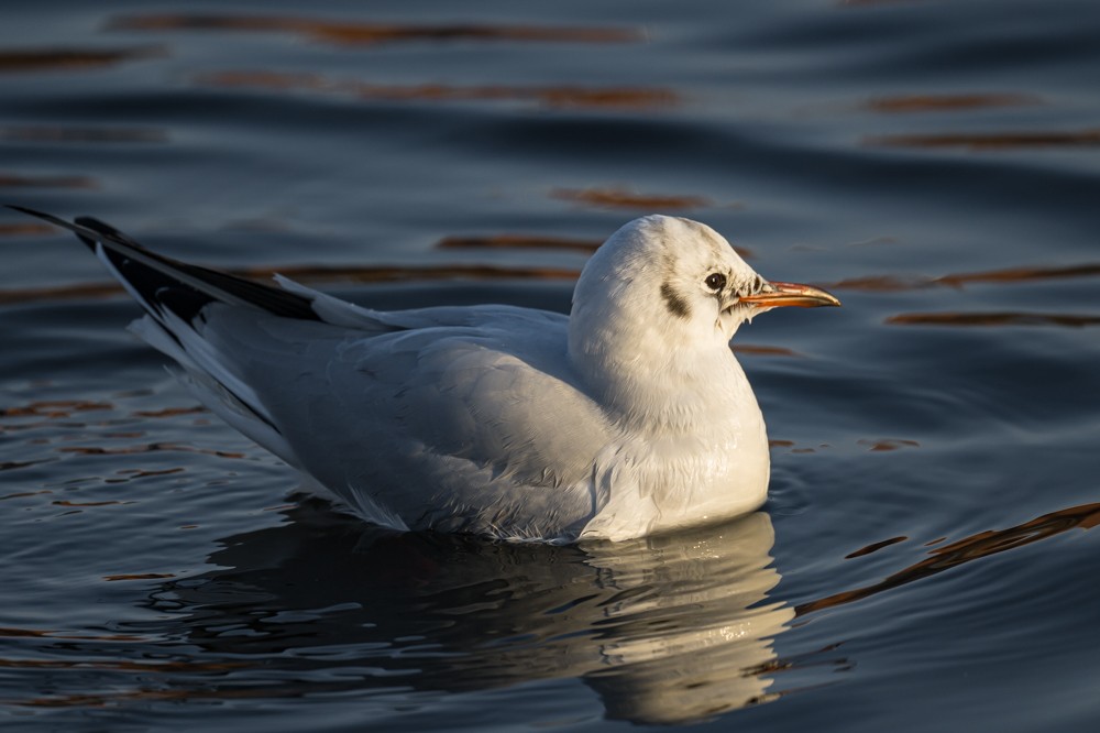 Mouette rieuse - ML293023271