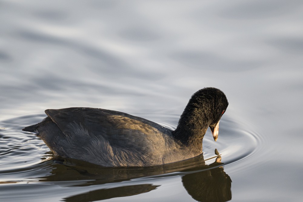 American Coot - ML293023291