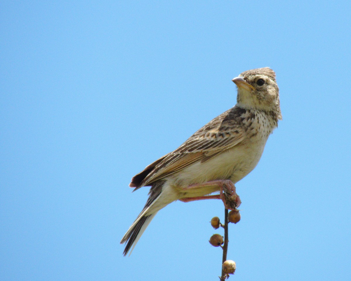 Singing Bushlark (Australasian) - ML293029211