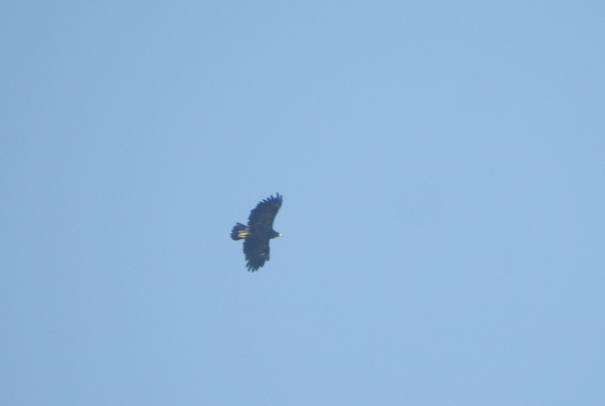 Greater Spotted Eagle - ML293029681