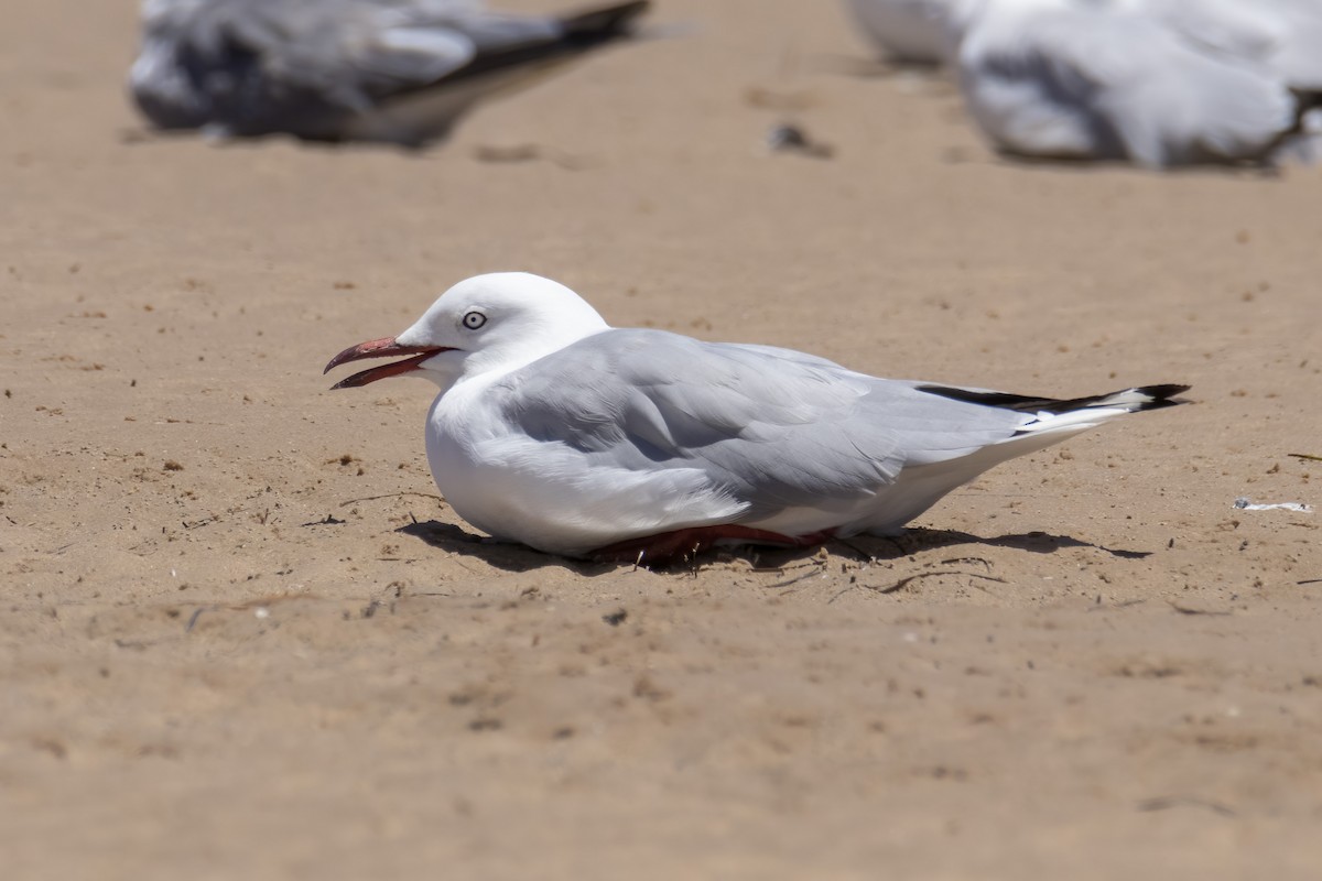 Silver Gull - ML293029691