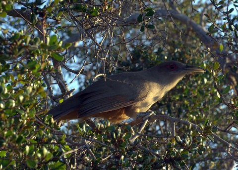 Great Lizard-Cuckoo - Erin Aylsworth