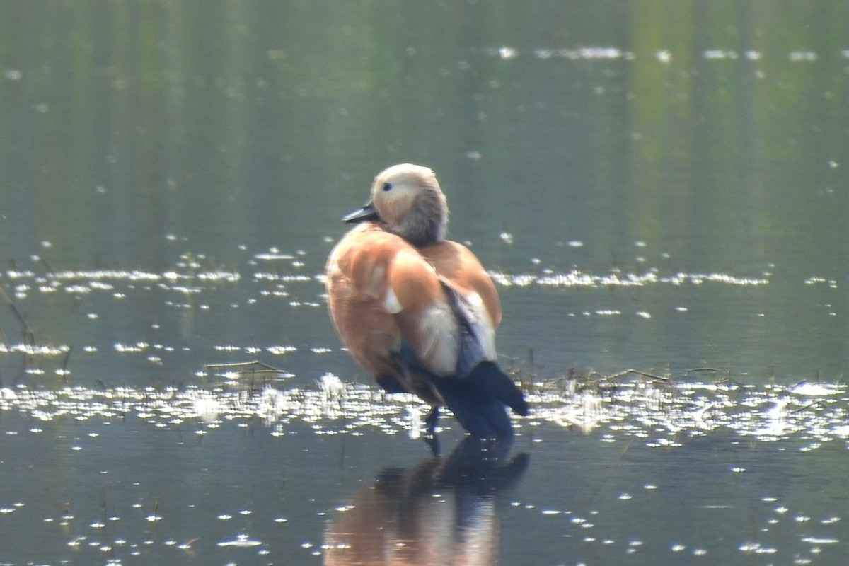 Ruddy Shelduck - ML293030291