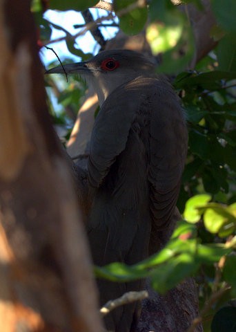 Great Lizard-Cuckoo - Erin Aylsworth