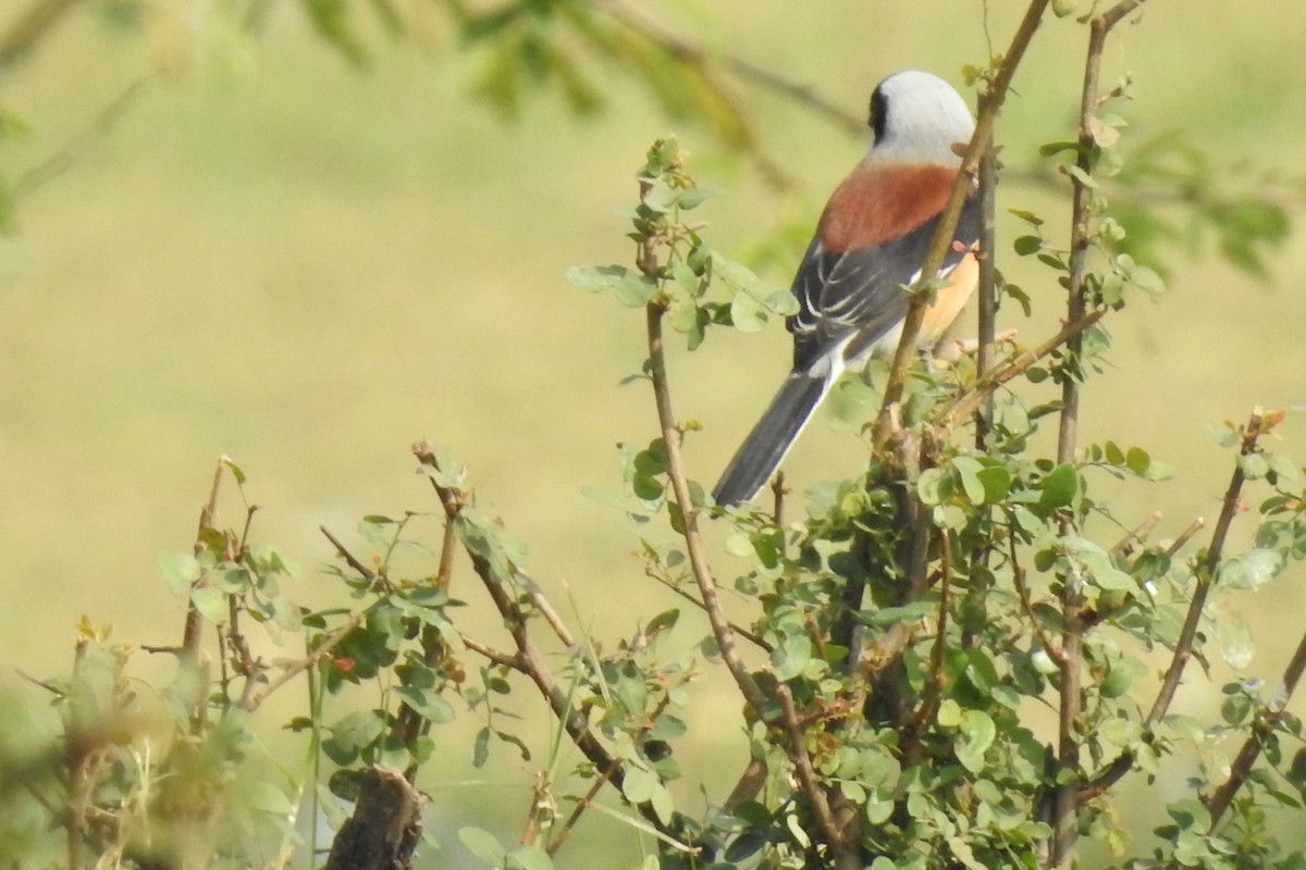 Bay-backed Shrike - ML293030721