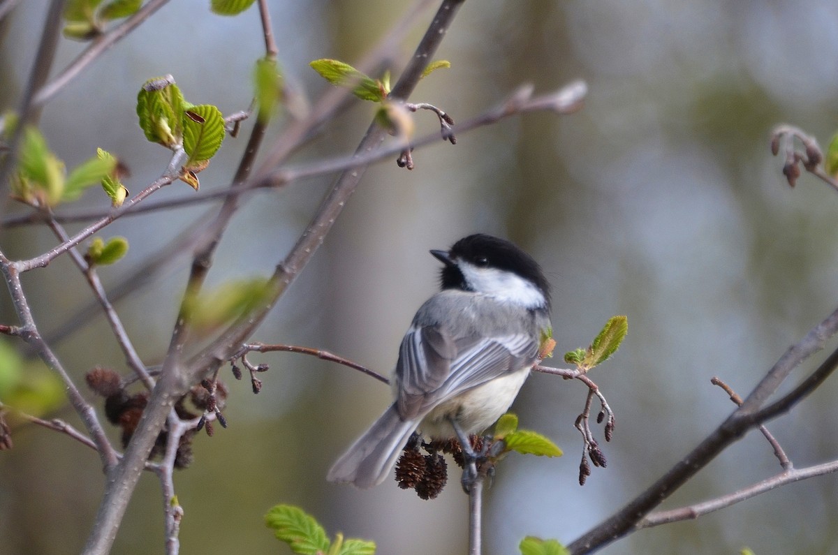 Black-capped Chickadee - ML29303151