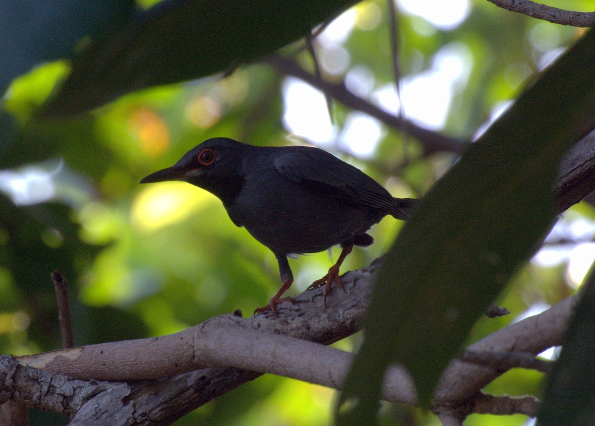 Red-legged Thrush - Erin Aylsworth