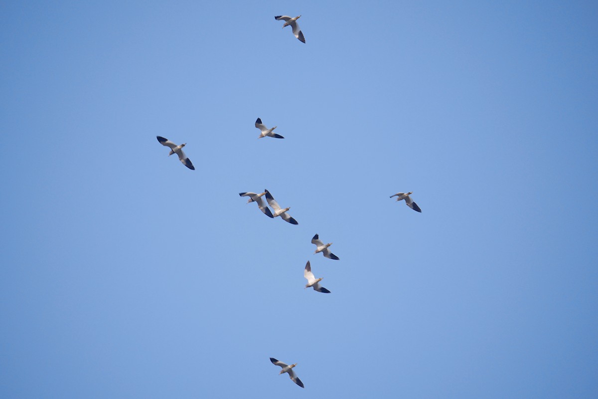 Gray-headed Lapwing - ML293032641