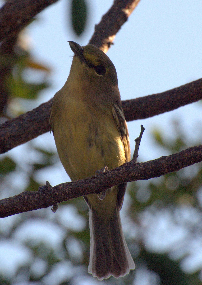 Thick-billed Vireo - Erin Aylsworth