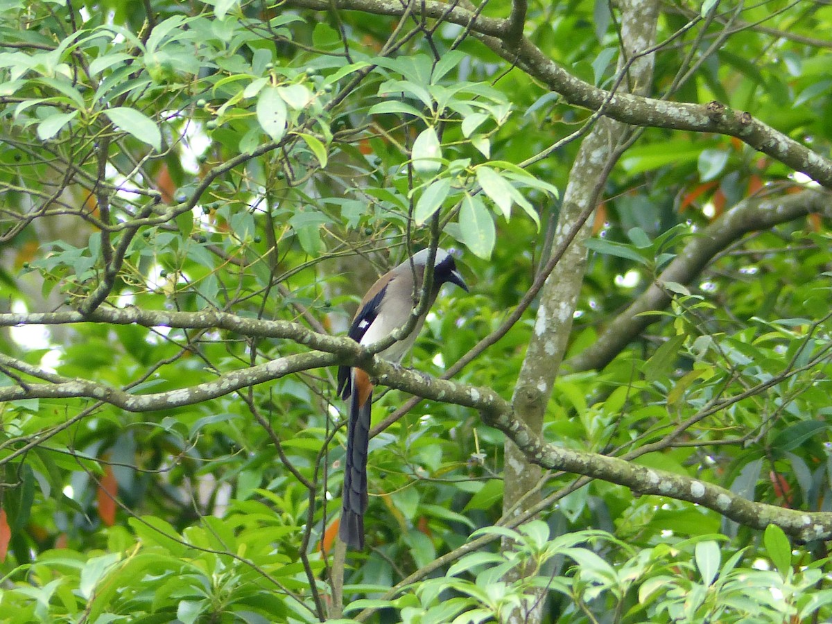 Gray Treepie - ML293037491