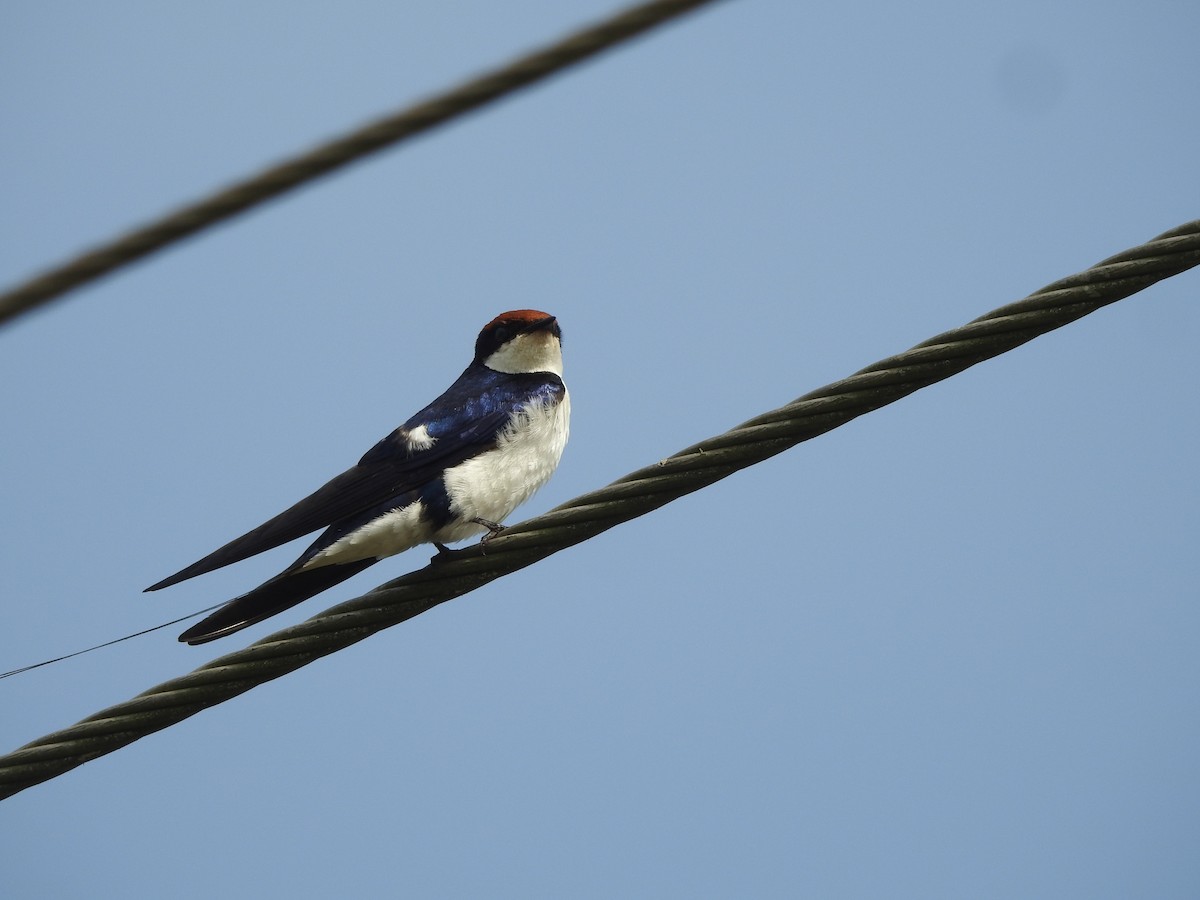 Wire-tailed Swallow - ML293038001