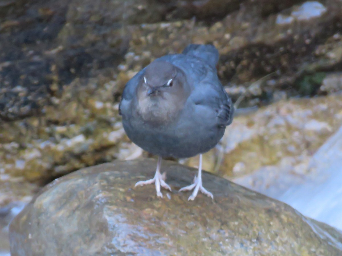 American Dipper - ML293038471
