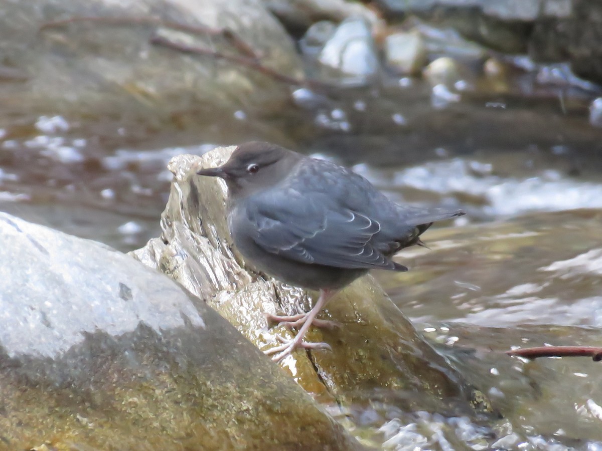 American Dipper - ML293038481
