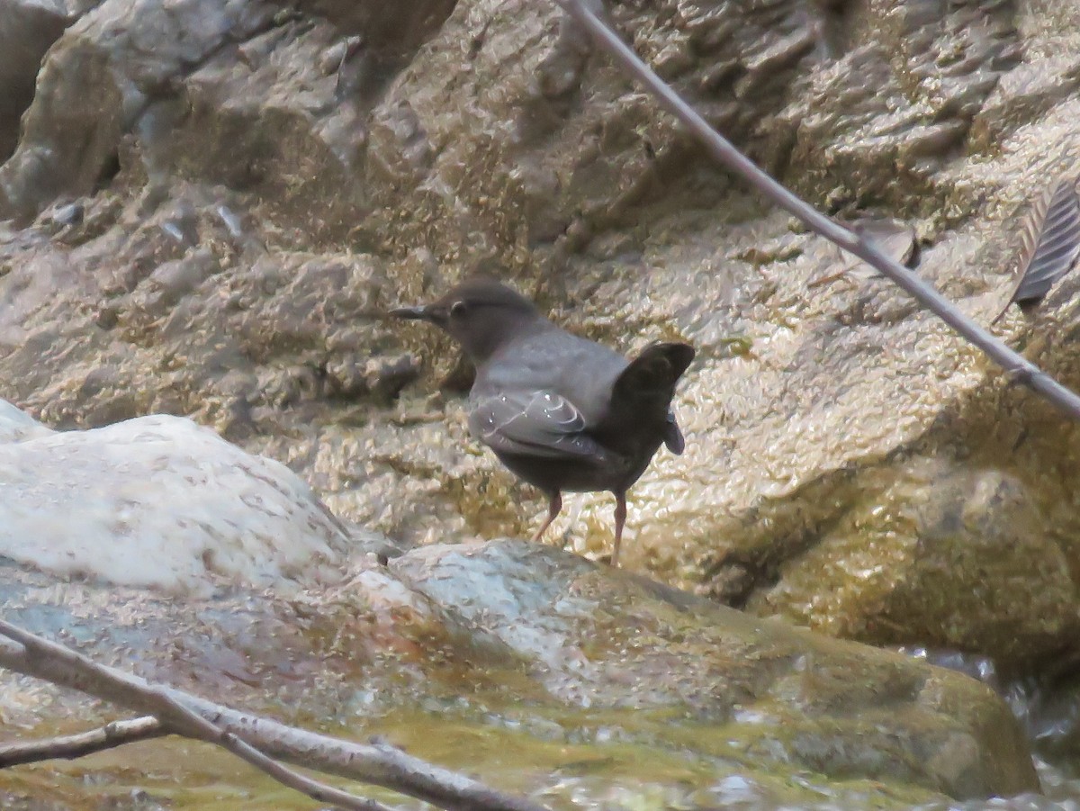 American Dipper - ML293038501