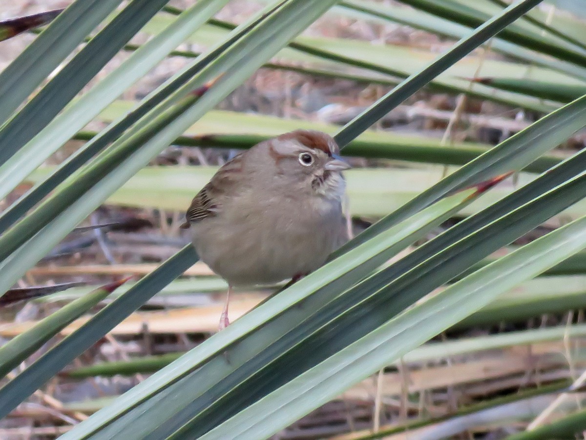 Rufous-crowned Sparrow - ML293038511