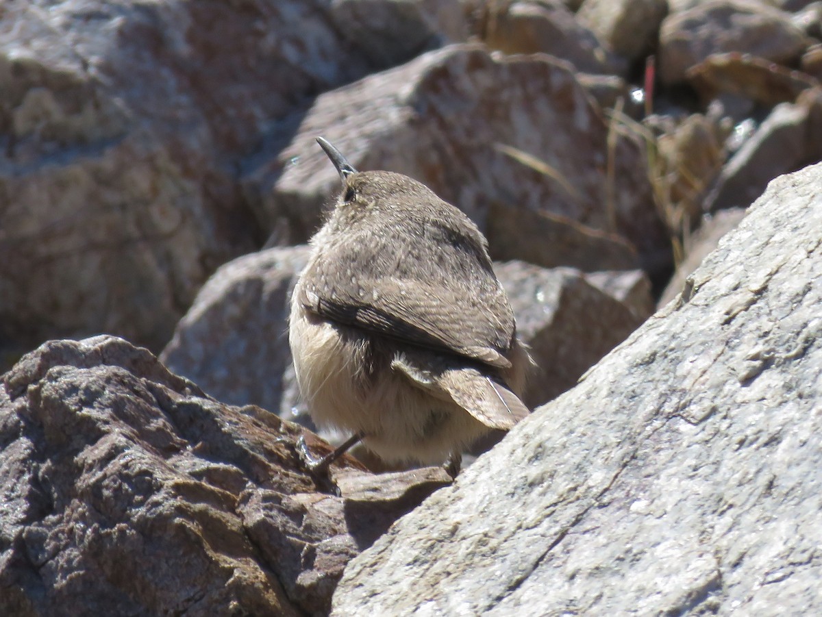 Rock Wren - ML293038521