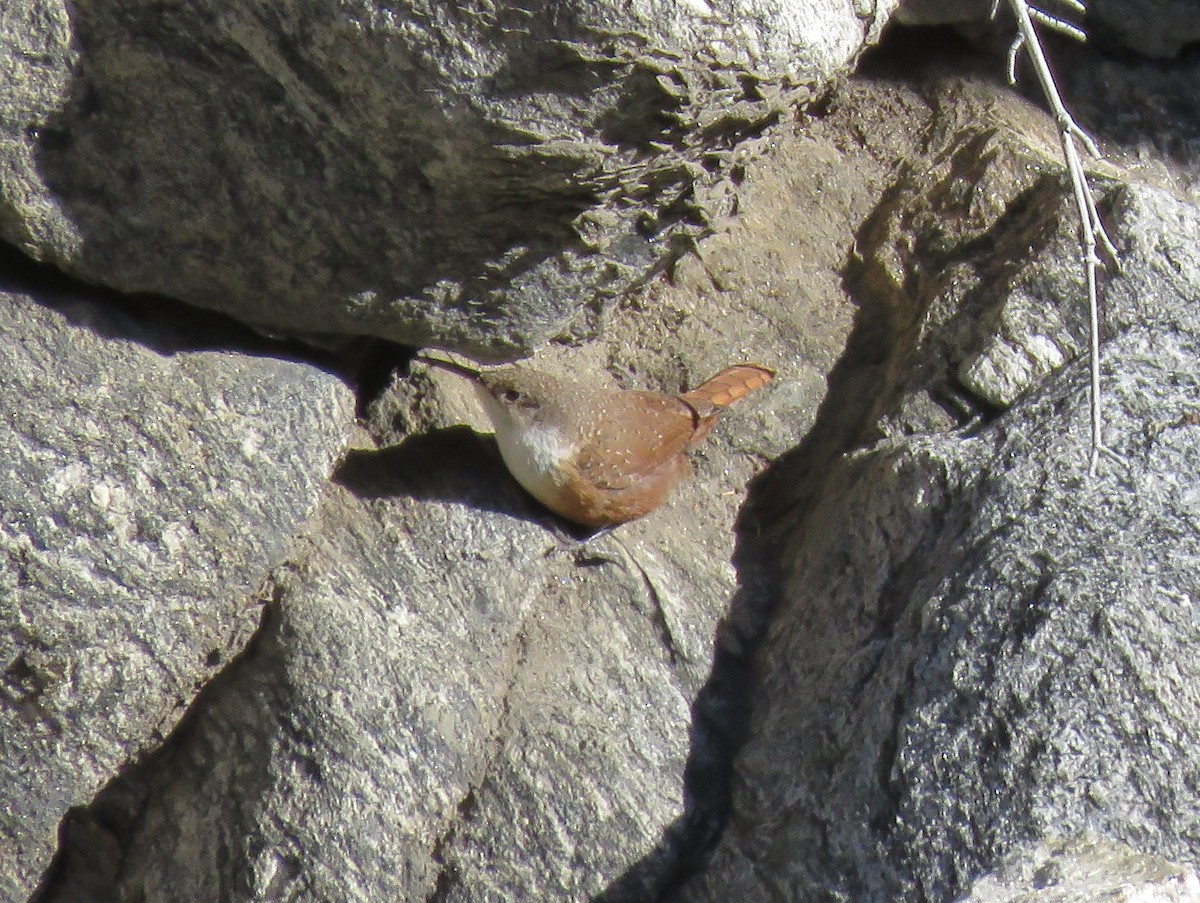 Canyon Wren - ML293038541