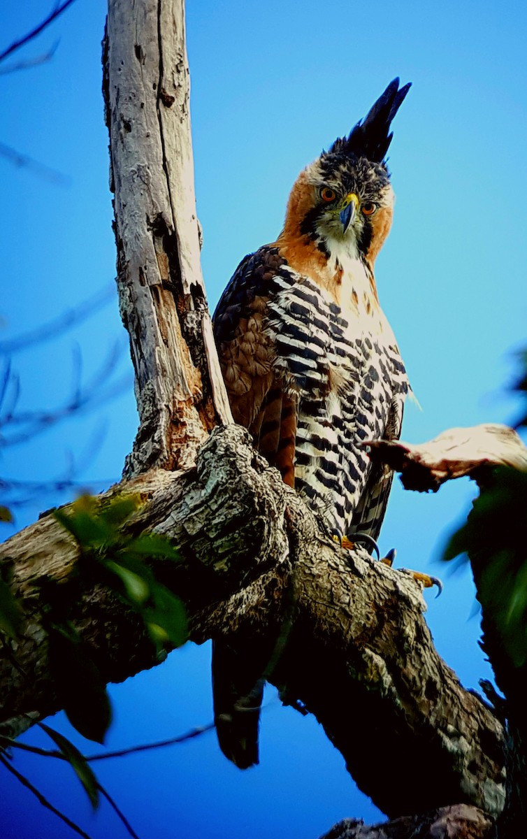 Ornate Hawk-Eagle - Vidal  Guzman
