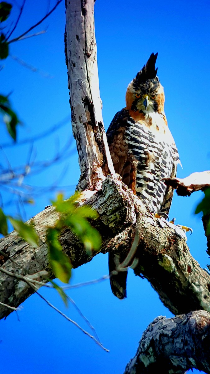 Ornate Hawk-Eagle - Vidal Guzman