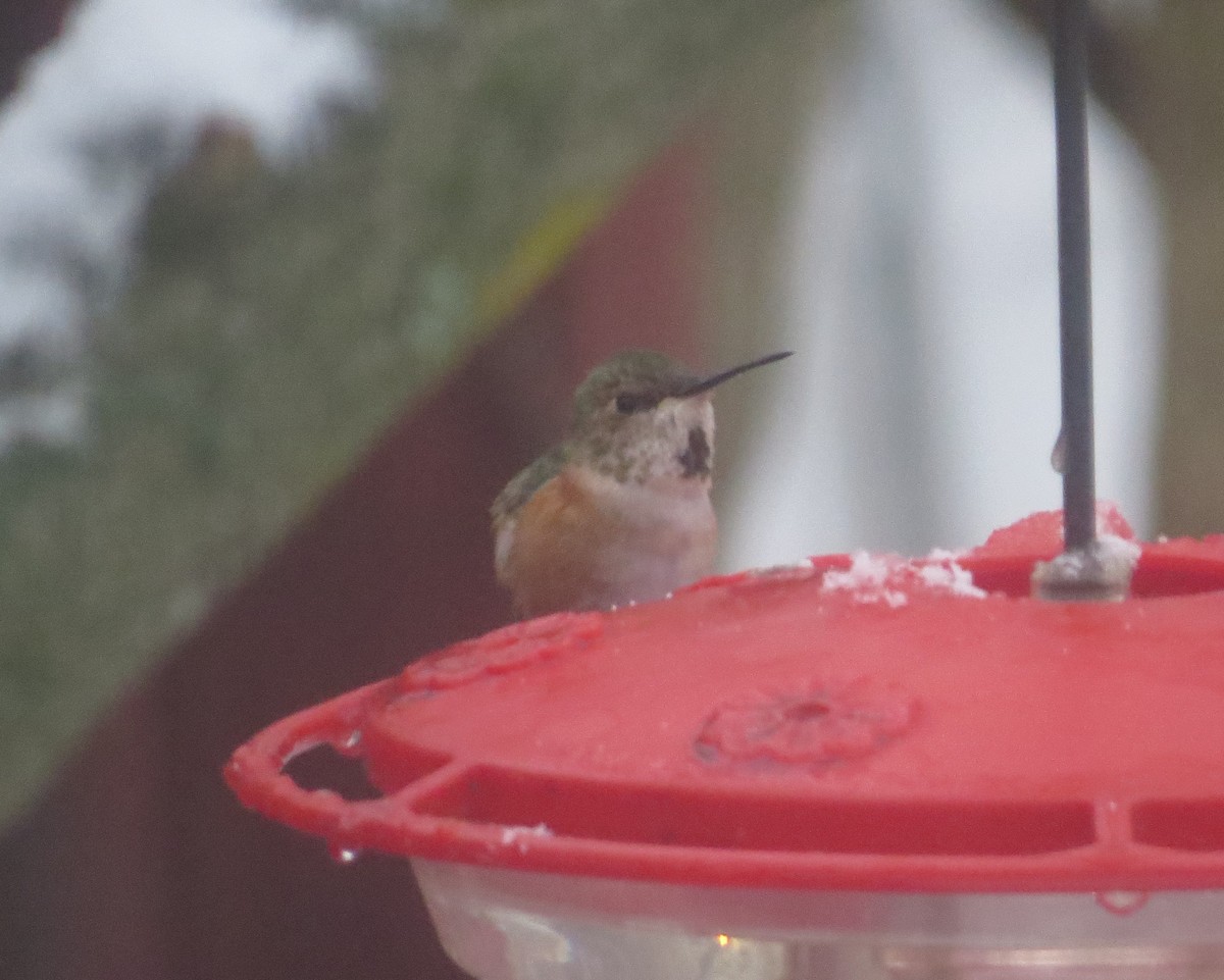 Rufous Hummingbird - ML293042051